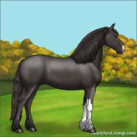 Horse Color:Smoky Black 