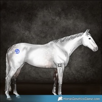 Horse Color:Gray White Spotted Silver Brown