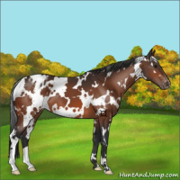 Horse Color:White Spotted Bay Appaloosa