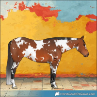 Horse Color:White Spotted Bay 