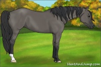 Horse Color:Grullo 