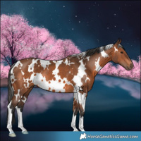 Horse Color:White Spotted Bay 