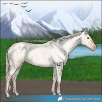 Horse Color:White Spotted Red Dun Appaloosa 