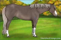 Horse Color:Silver Blue Roan 