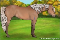 Horse Color:Silver Bay 