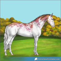 Horse Color:White Spotted Silver Classic Champagne Onyx Splash Rabicano 
