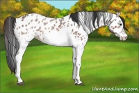 Horse Color:White Spotted Bay Ice Appaloosa 