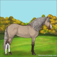 Horse Color:Silver Brown Dun 