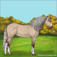 Horse Color:Silver Brown Dun 