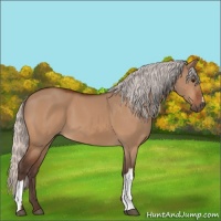 Horse Color:Silver Bay Dun 