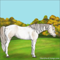 Horse Color:Gray Silver Grullo Pearl Tobiano 