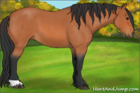 Horse Color:Bay Roan 