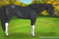Horse Color:Black Appaloosa 