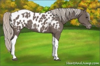 Horse Color:Silver Black Tobiano Appaloosa 