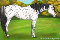 Horse Color:Bay Appaloosa 