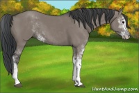 Horse Color:Grullo Sabino 