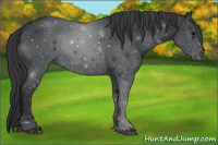 Horse Color:Blue Roan 