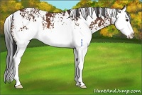 Horse Color:White Spotted Bay Splash 