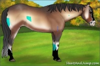 Horse Color:Bay Roan Onyx Splash Appaloosa
