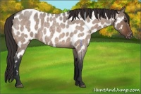 Horse Color:Brown Roan Dun Near Leopard 