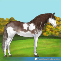 Horse Color:White Spotted Liver Chestnut Splash 