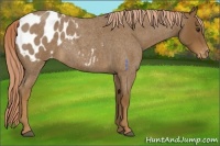 Horse Color:Chocolate Palomino Roan Blanket 
