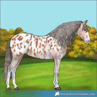 Horse Color:White Spotted Bay Appaloosa 