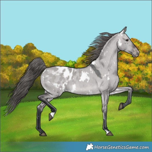 Horse Color:Platinum White Spotted Brown Dun Appaloosa 