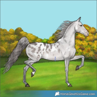 Horse Color:Platinum White Spotted Brown Dun Appaloosa 