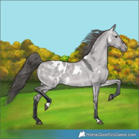Horse Color:Platinum White Spotted Brown Dun Appaloosa 