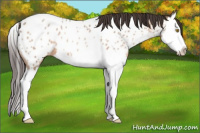 Horse Color:Amber Champagne Roan Splash Appaloosa 