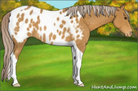 Horse Color:Palomino Tobiano Appaloosa