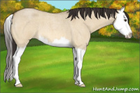 Horse Color:Buckskin Roan Dun Splash 