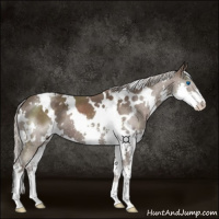 Horse Color:White Spotted Silver Black Splash Varnish 