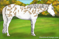 Horse Color:Silver Smoky Grullo Splash Appaloosa 
