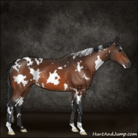 Horse Color:White Spotted Bay 