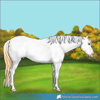Horse Color:Buckskin Dun Sabino Splash Appaloosa Rabicano