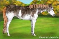 Horse Color:White Spotted Chestnut Ice Splash 