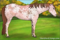 Horse Color:Chestnut Ice 