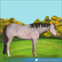 Horse Color:Liver Chestnut Ice 