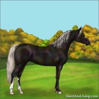 Horse Color:Midnight Silver Black 