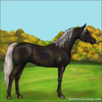Horse Color:Midnight Silver Black 