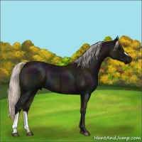 Horse Color:Midnight Silver Black 
