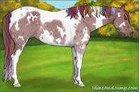 Horse Color:Painted White Spotted Chestnut Tobiano 
