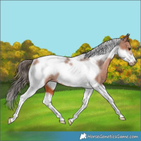 Horse Color:Bay Tobiano Frame Appaloosa Rabicano