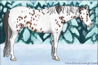 Horse Color:Bay Splash Tobiano Appaloosa