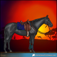 Horse Color:Black 