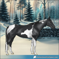 Horse Color:Black Tobiano 
