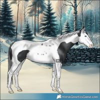 Horse Color:Black Splash Tobiano