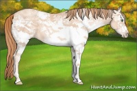 Horse Color:White Spotted Gold Champagne Ice 